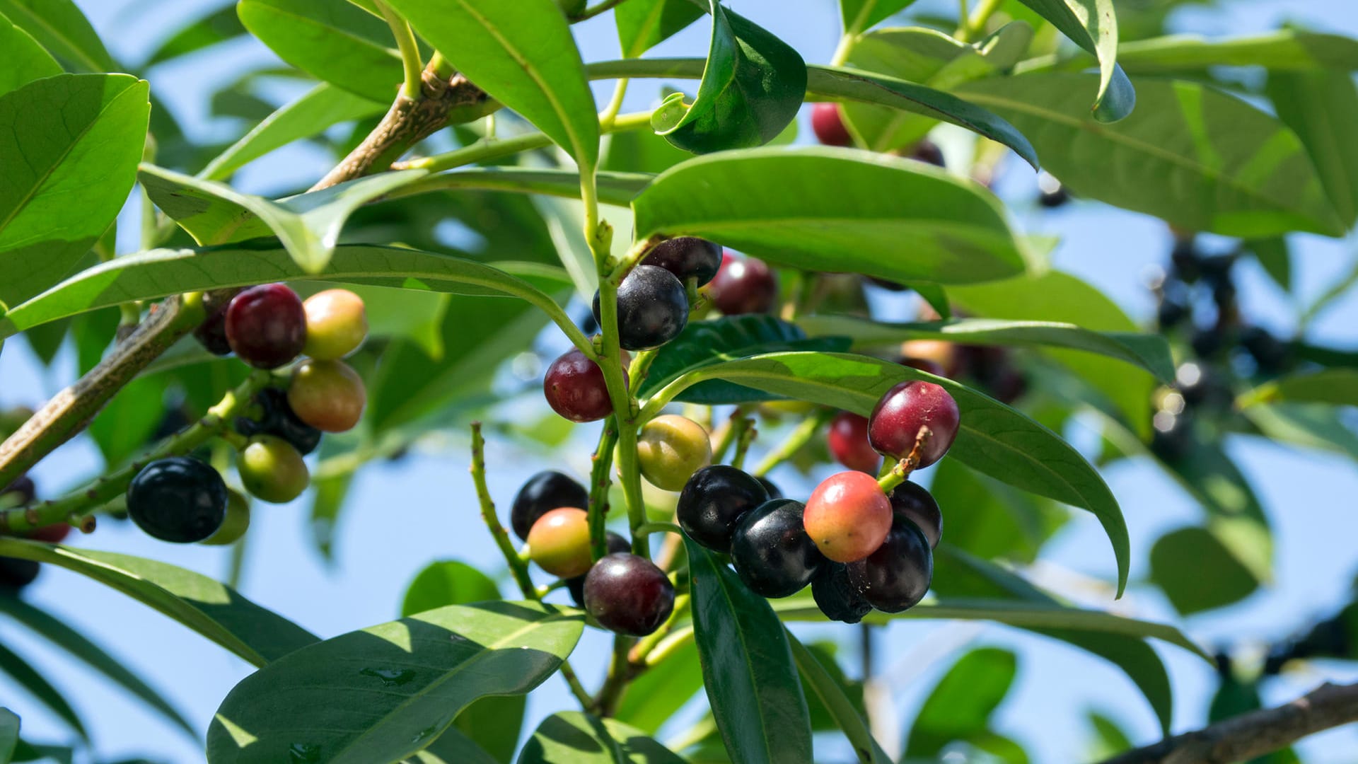 Kirschlorbeer: Die Früchte sehen aus wie leckere Beeren, sollten aber nicht verspeist werden.