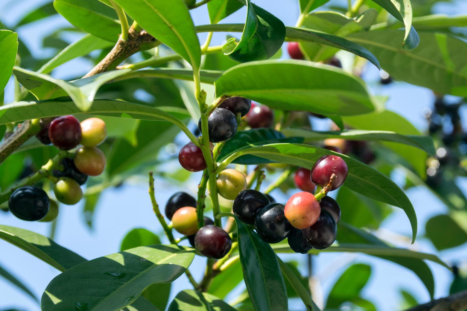 Kirschlorbeer: Die Früchte sehen aus wie leckere Beeren, sollten aber nicht verspeist werden.