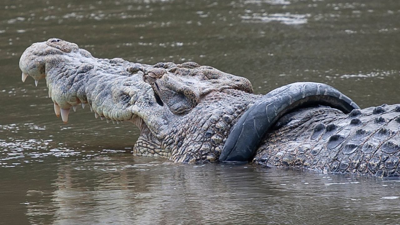 Das Salzwasserkrokodil mit dem Reifen im Fluss Palu auf der Insel Sulawesi. Das Salzwasserkrokodil mit dem Reifen im Fluss Palu auf der Insel Sulawesi.
