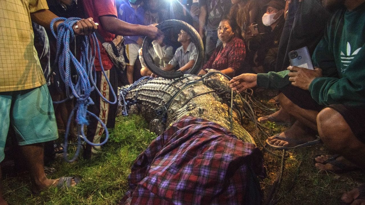 Zahlreiche Schulustige stehen in Palu um das Krokodil herum, das nach sechs Jahren von einem Reifen um seinen Hals befreit worden war. Zahlreiche Schulustige stehen in Palu um das Krokodil herum, das nach sechs Jahren von einem Reifen um seinen Hals befreit worden war.
