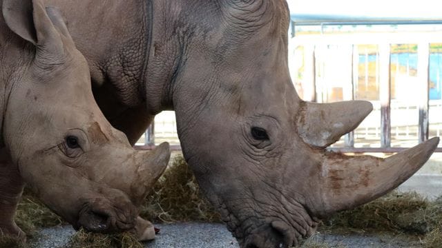 Nashornkuh hätte ein Weibchen geboren