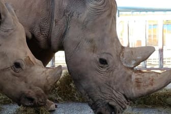 Nashornkuh hätte ein Weibchen geboren