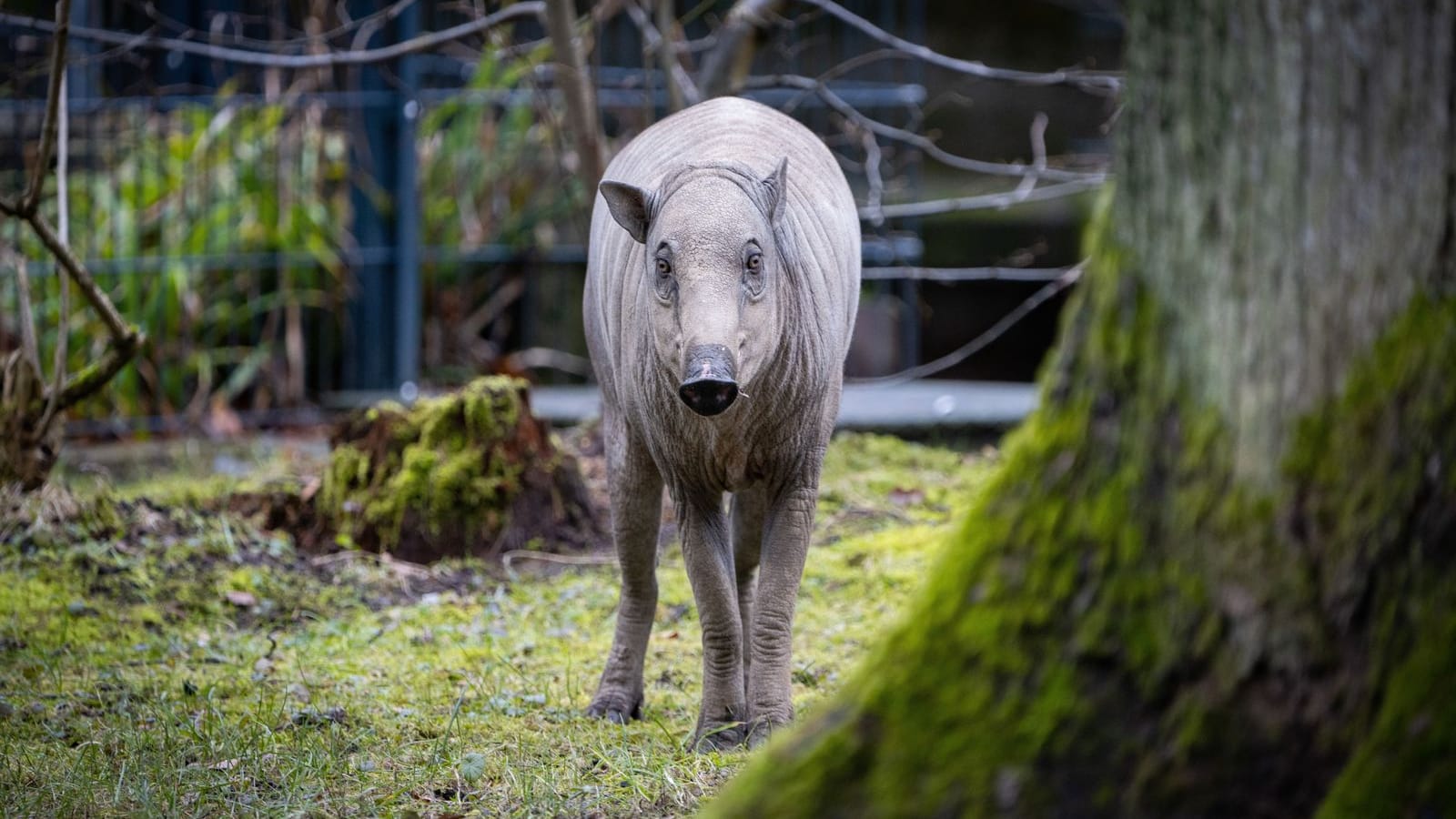 Ein Hirscheber im Nürnberger Tiergarten Ein Hirscheber im Nürnberger Tiergarten