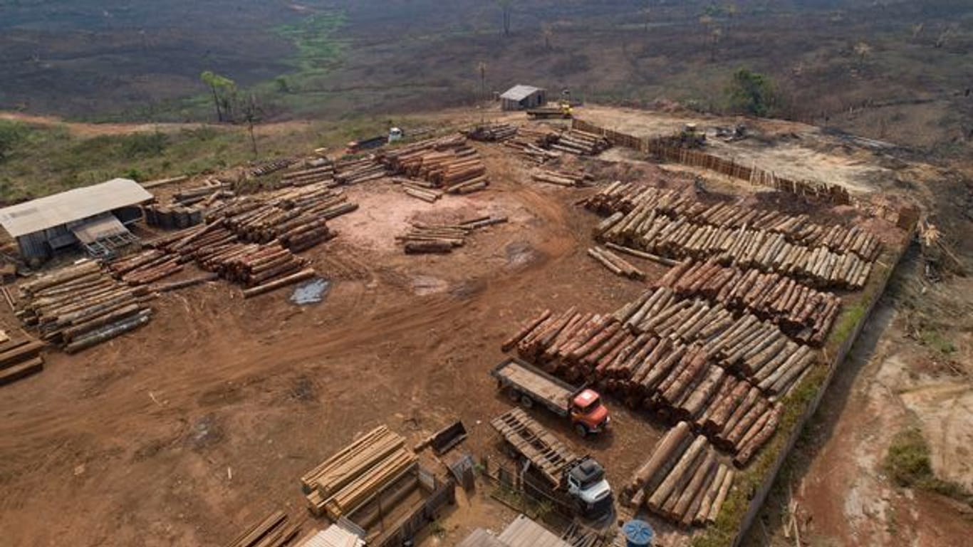 In Brasilien geht die Abholzung im Amazonasgebiet bisher in großem Maßstab weiter.