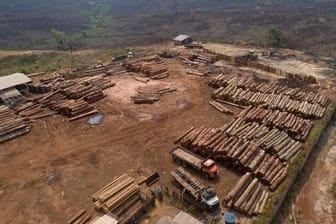 In Brasilien geht die Abholzung im Amazonasgebiet bisher in großem Maßstab weiter.