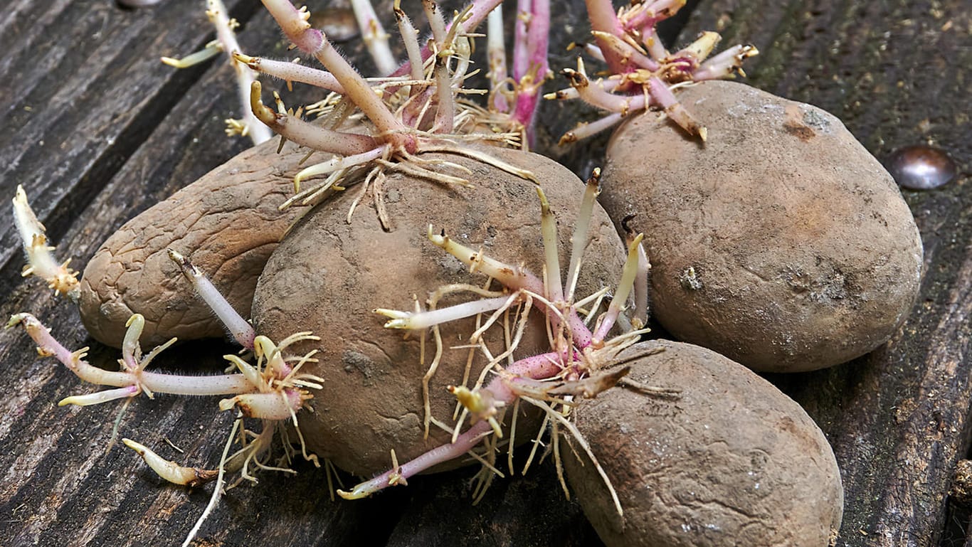 Lagerung: Sind Kartoffeln schon stark gekeimt, sollten sie nicht mehr gegessen werden.