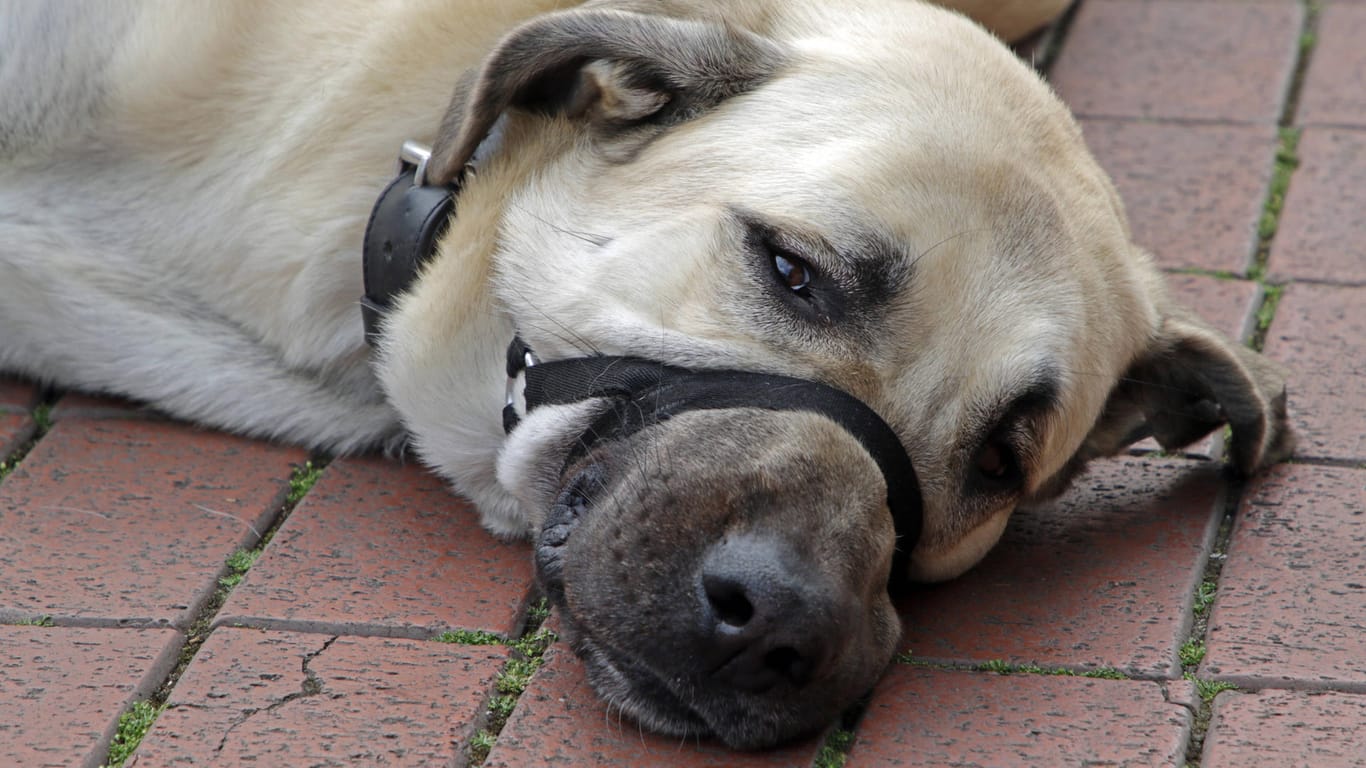Türkischer Hirtenhund (Symbolbild): Der Hund attackierte auch den Beamten.