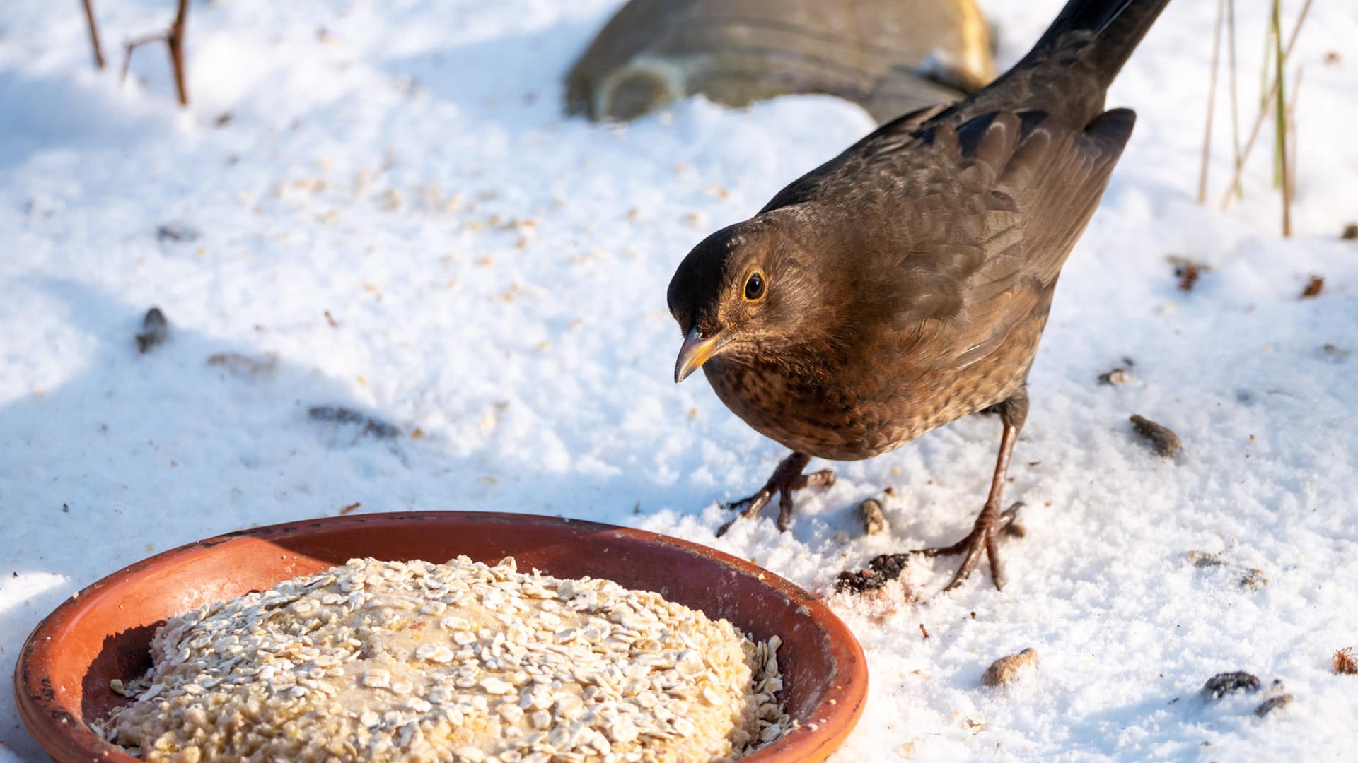 Amsel: Einige Vögel bevorzugen es, ihr Futter vom Boden aufzupicken. So auch Amseln (Turdus merula).