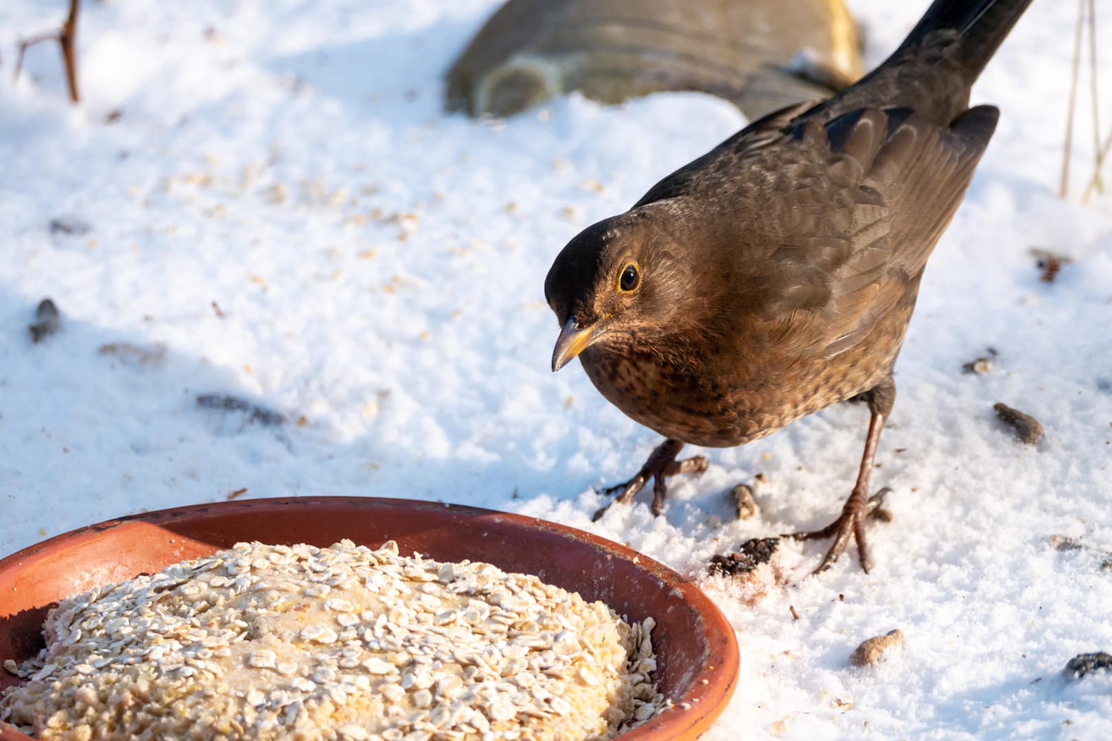 Amsel: Einige Vögel bevorzugen es, ihr Futter vom Boden aufzupicken. So auch Amseln (Turdus merula).