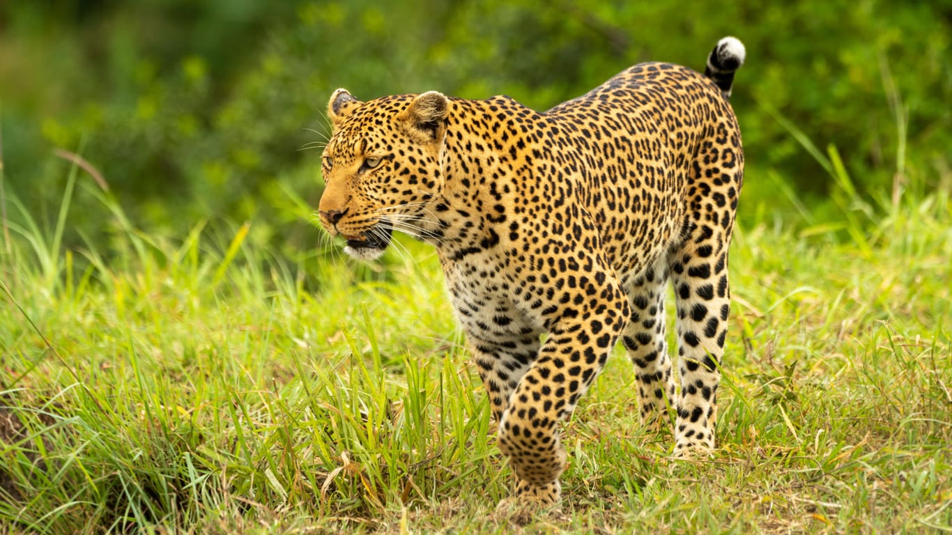 Leopard: 45 tote Tiere wurden von den Wissenschaftlern untersucht.