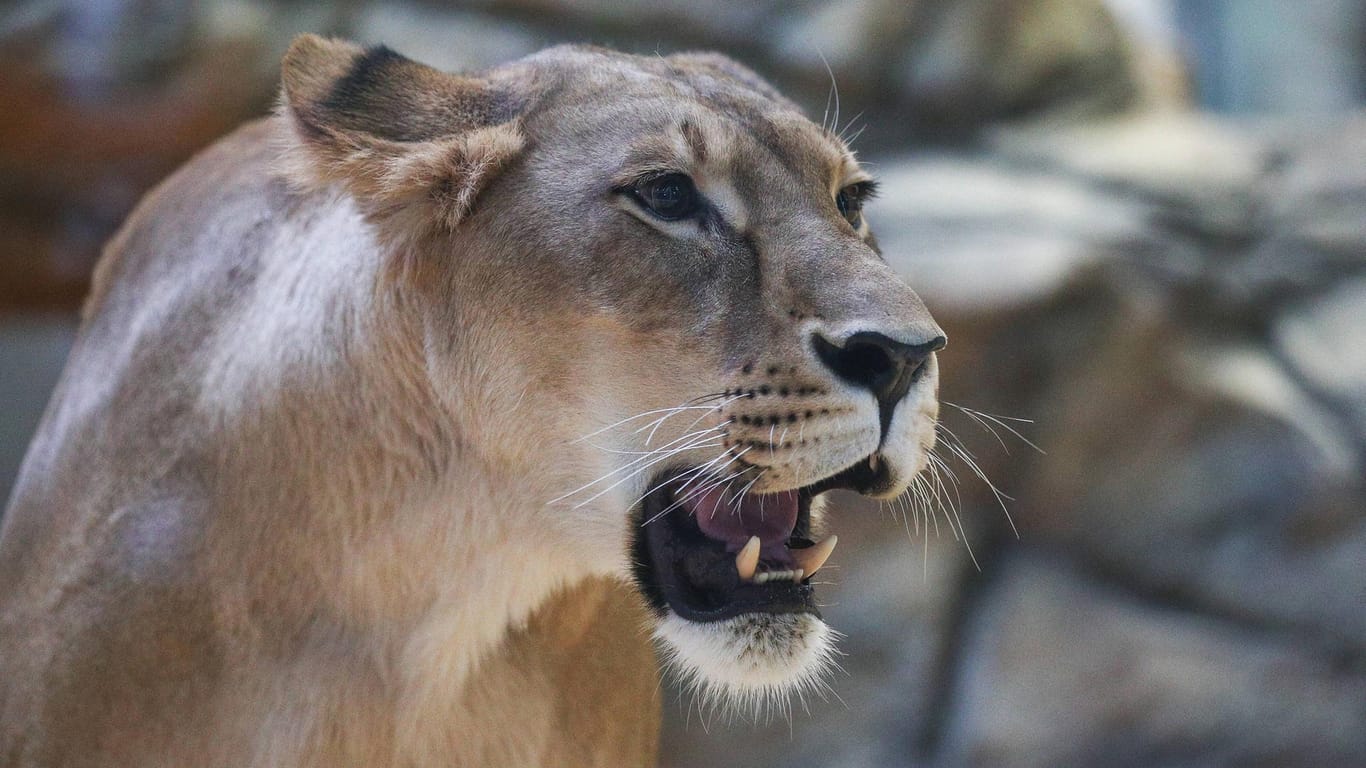 Eine Löwin im Sambesi River Resort: Die Tiere werden immer wieder Opfer der Attacken von Wilderern.