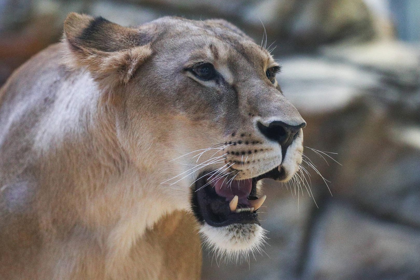 Eine Löwin im Sambesi River Resort: Die Tiere werden immer wieder Opfer der Attacken von Wilderern.