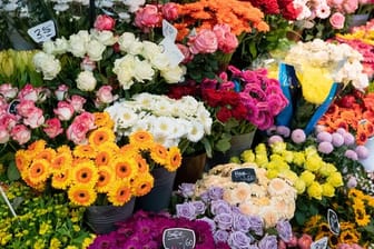 Ob Chrysanthemen, Gerbera oder der romantische Klassiker Rose: Schnittblumen zum Valentinstag werden in diesem Jahr aufgrund der hohen Energiepreise deutlich teurer.
