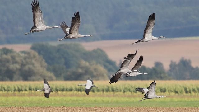 Kraniche fliegen über ein Feld