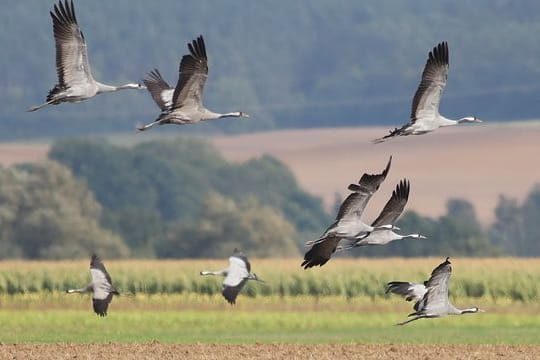 Kraniche fliegen über ein Feld