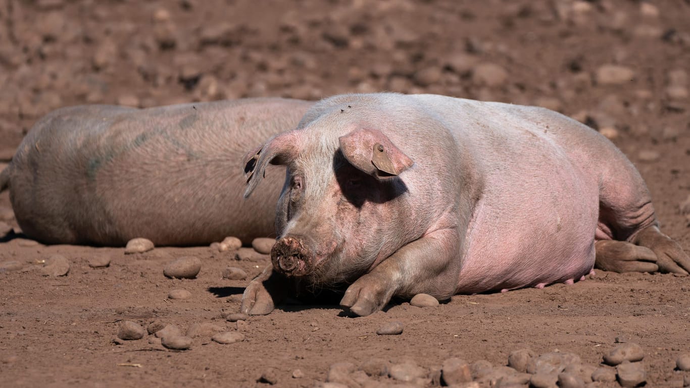 Schweine auf einem Bauernhof in Staffordshire, Großbritannien (Symbolbild): Wegen eines akuten Metzgermangels sind nach Angaben der Fleischbranche Zehntausende Schweine gekeult worden.