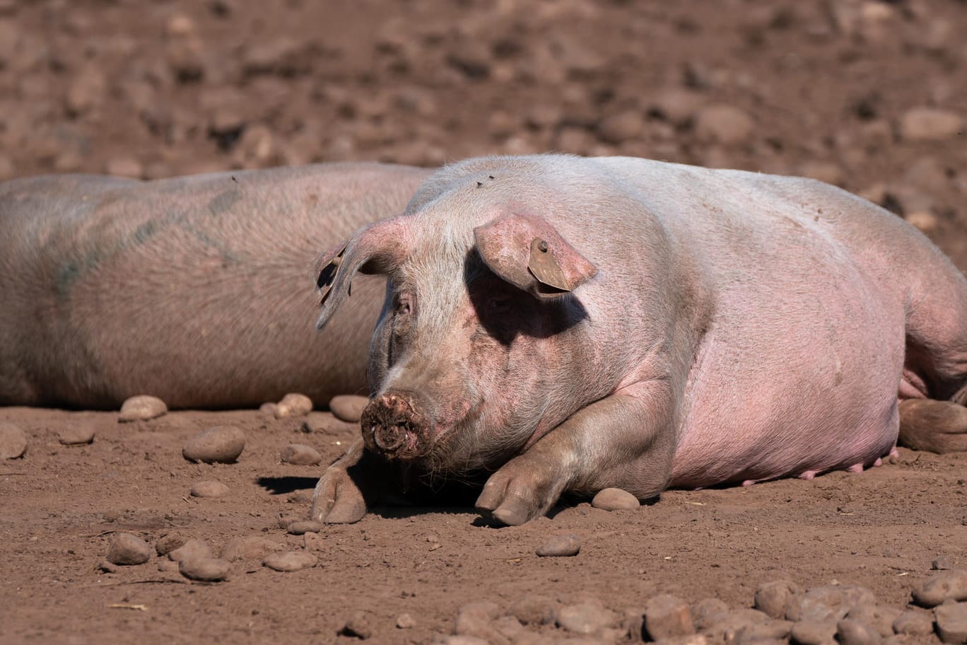 Schweine auf einem Bauernhof in Staffordshire, Großbritannien (Symbolbild): Wegen eines akuten Metzgermangels sind nach Angaben der Fleischbranche Zehntausende Schweine gekeult worden. Schweine auf einem Bauernhof in Staffordshire, Großbritannien (Symbolbild): Wegen eines akuten Metzgermangels sind nach Angaben der Fleischbranche Zehntausende Schweine gekeult worden.