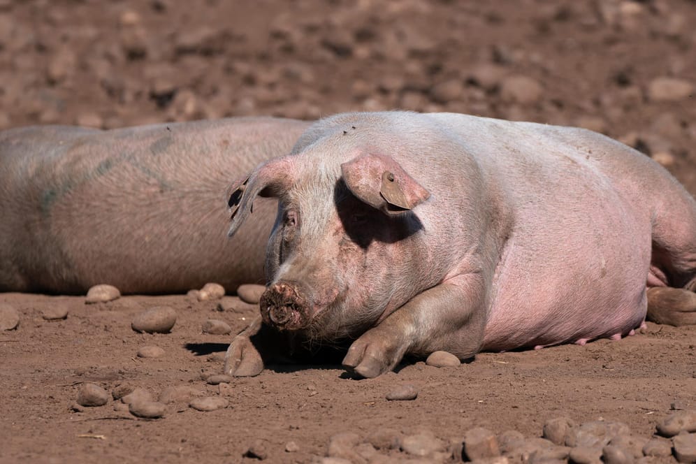 Schweine auf einem Bauernhof in Staffordshire, Großbritannien (Symbolbild): Wegen eines akuten Metzgermangels sind nach Angaben der Fleischbranche Zehntausende Schweine gekeult worden.