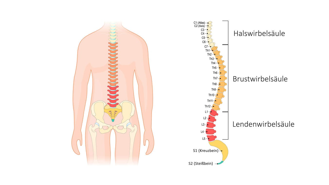 Anatomie der Wirbelsäule.