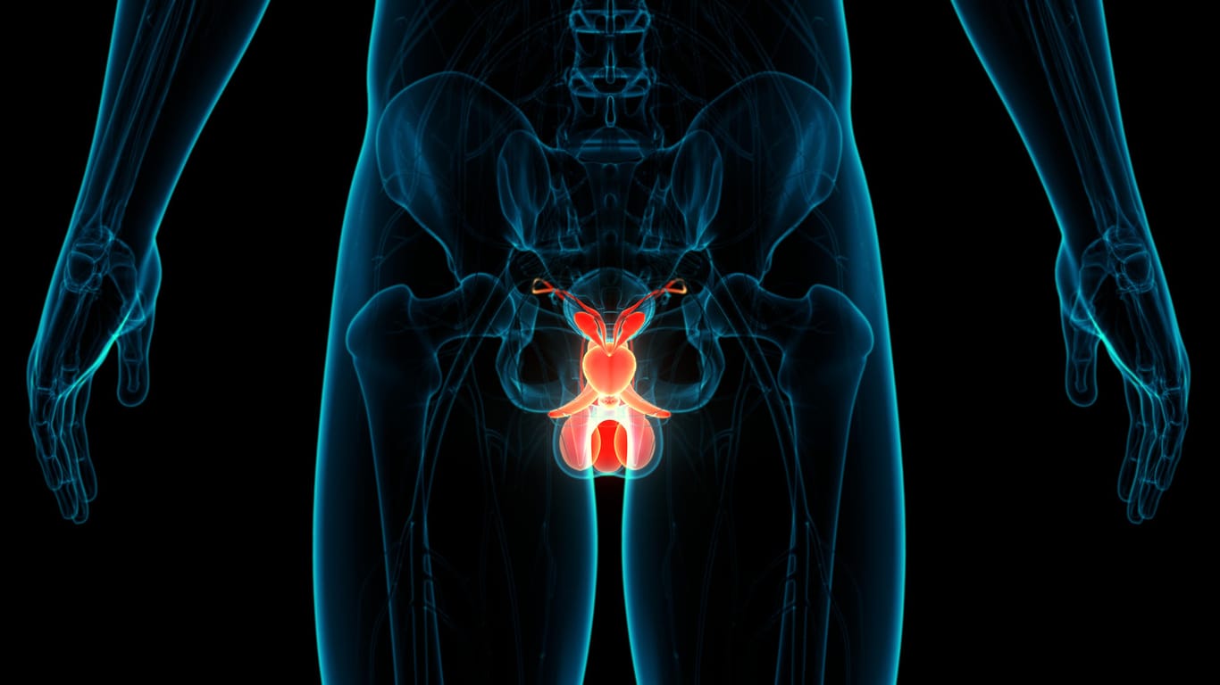 Prostata Illustration: Unkontrollierter Harndrang wird für Männer im Alter häufig zum Problem.