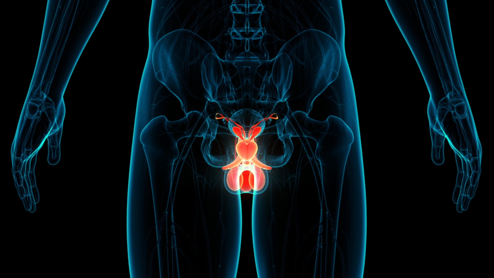 Prostata Illustration: Unkontrollierter Harndrang wird für Männer im Alter häufig zum Problem.