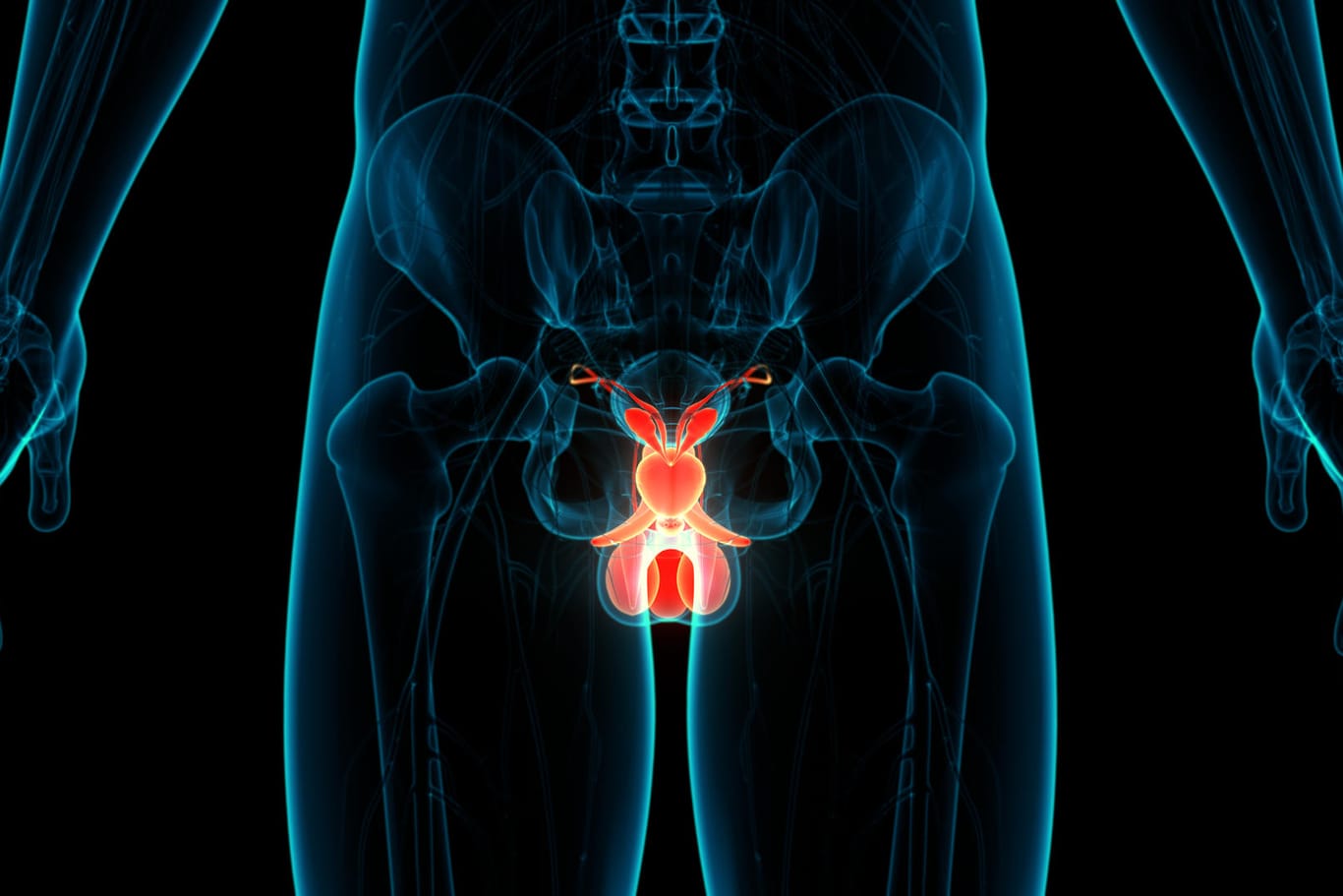 Prostata Illustration: Unkontrollierter Harndrang wird für Männer im Alter häufig zum Problem.