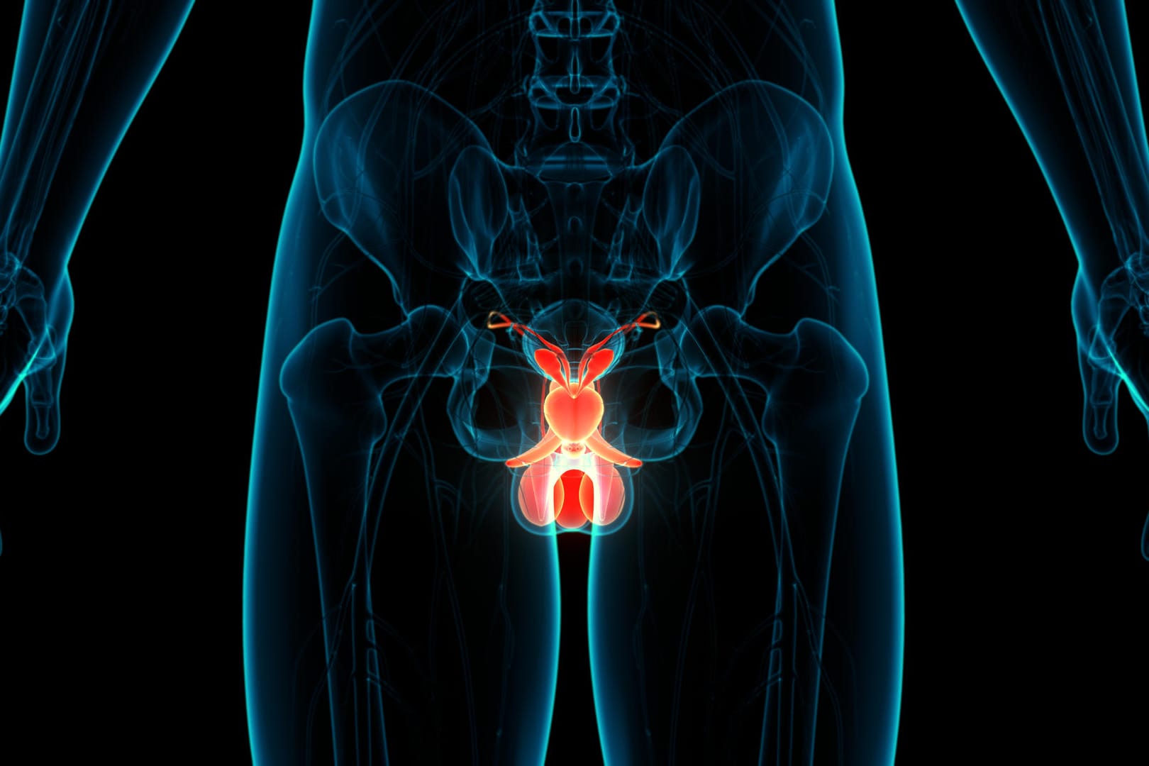 Prostata Illustration: Unkontrollierter Harndrang wird für Männer im Alter häufig zum Problem.