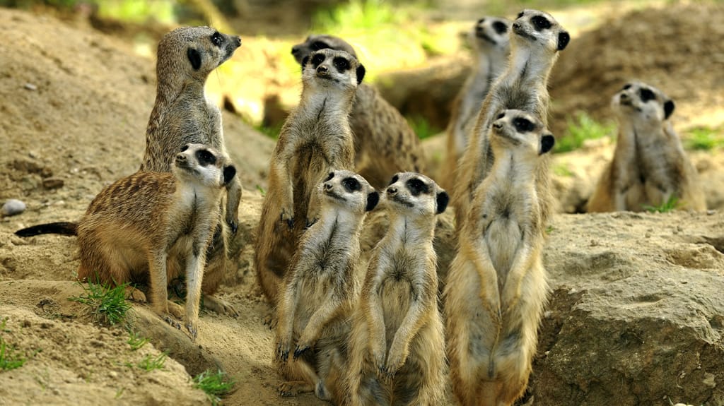 Erdmännchen im Kölner Zoo (Archivbild): Wer sie sehen will, muss seit Anfang Februar mehr Geld bezahlen. Der Zoo hat erstmals seit sechs Jahren seine Preise erhöht.