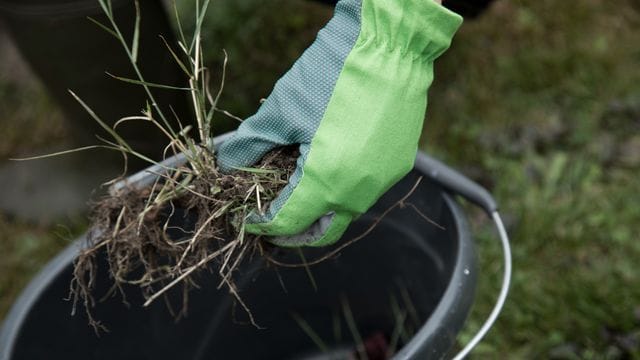 Unkraut jäten: Es zählt sicher nicht zu den beliebtesten Gartenarbeiten, eignet sich aber bestens für frostfreie Wintertage.