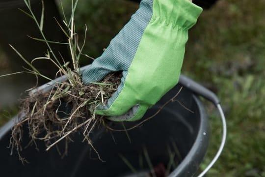 Unkraut jäten: Es zählt sicher nicht zu den beliebtesten Gartenarbeiten, eignet sich aber bestens für frostfreie Wintertage.