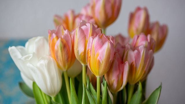 Tulpen