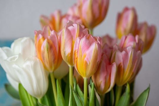 Tulpen