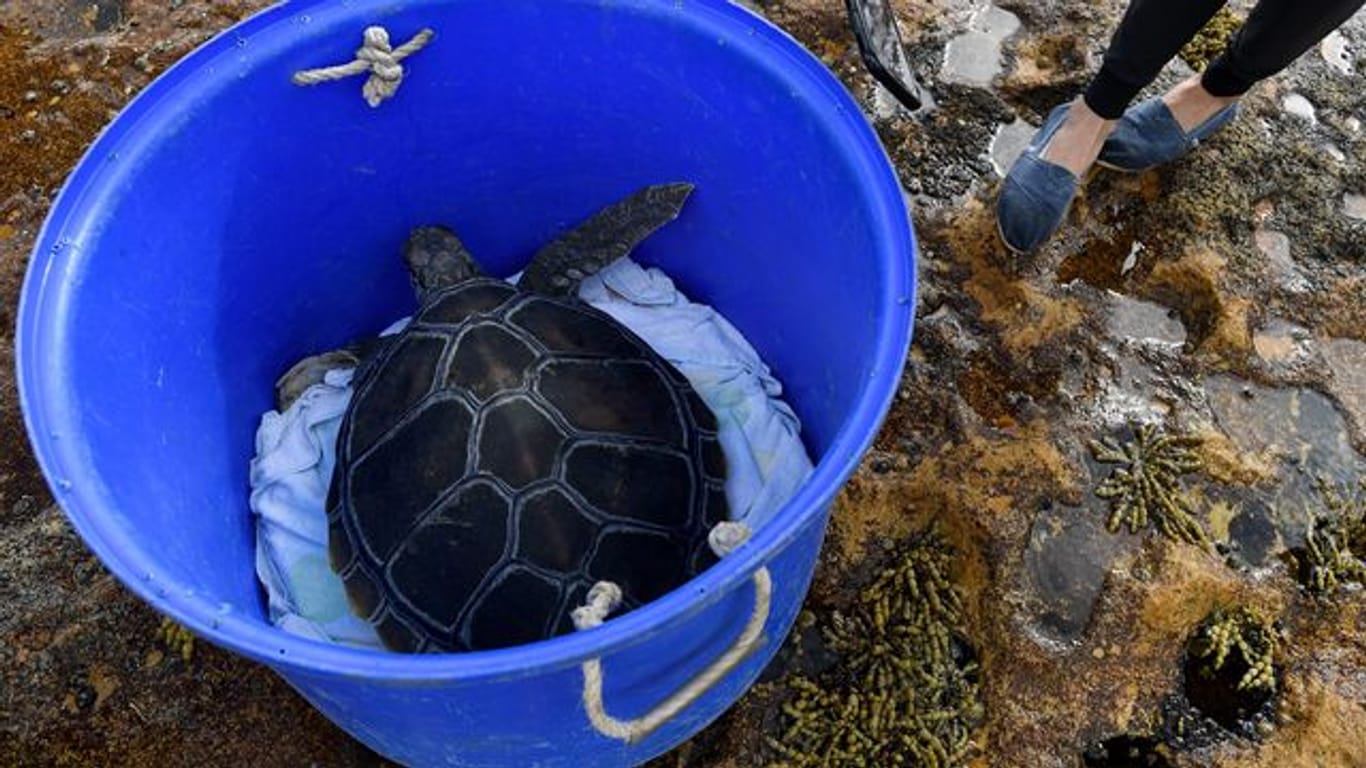 Die gerettete Grüne Meeresschildkröte kurz vor ihrer Freilassung.