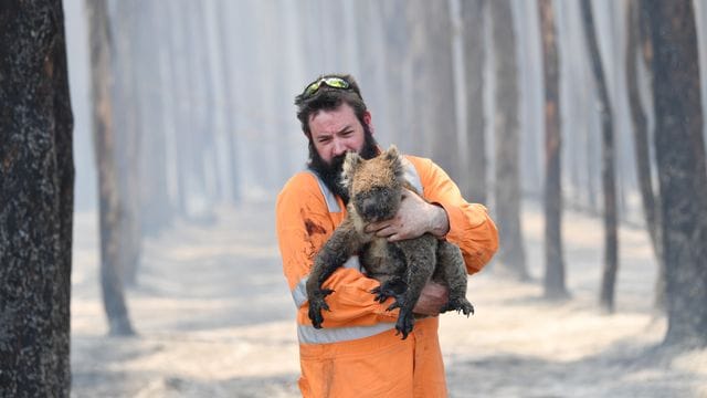 Ein Wildtierretter im Einsatz: Die Buschfeuer in Australien haben den Koalas schwer zugesetzt (Archivbild).