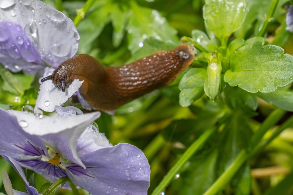 Nacktschnecke (Symbolbild): Auch im Winter ärgern sich viele Hobbygärtner über die Tiere.