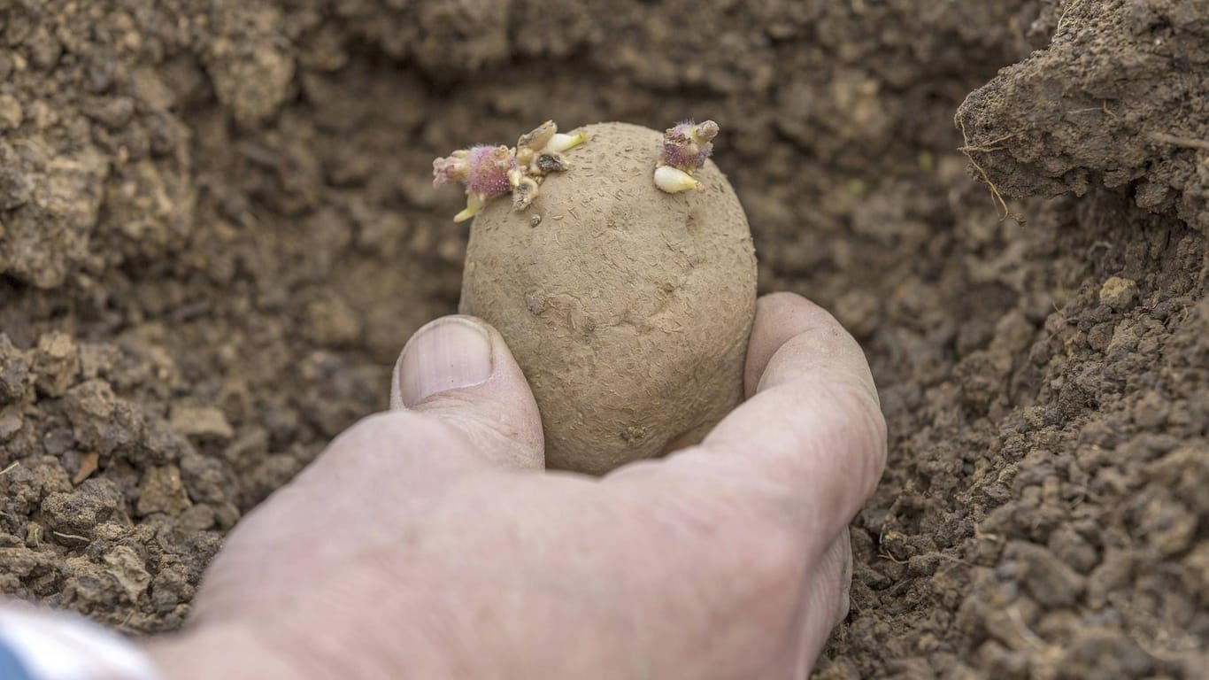 Kartoffelanbau: Und ab unter die Erde! Ende März/Anfang April werden die gekeimten Knollen – mit den Trieben nach oben – eingesetzt.