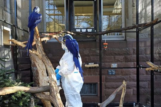 Vogelgrippe im Zoo Karlsruhe