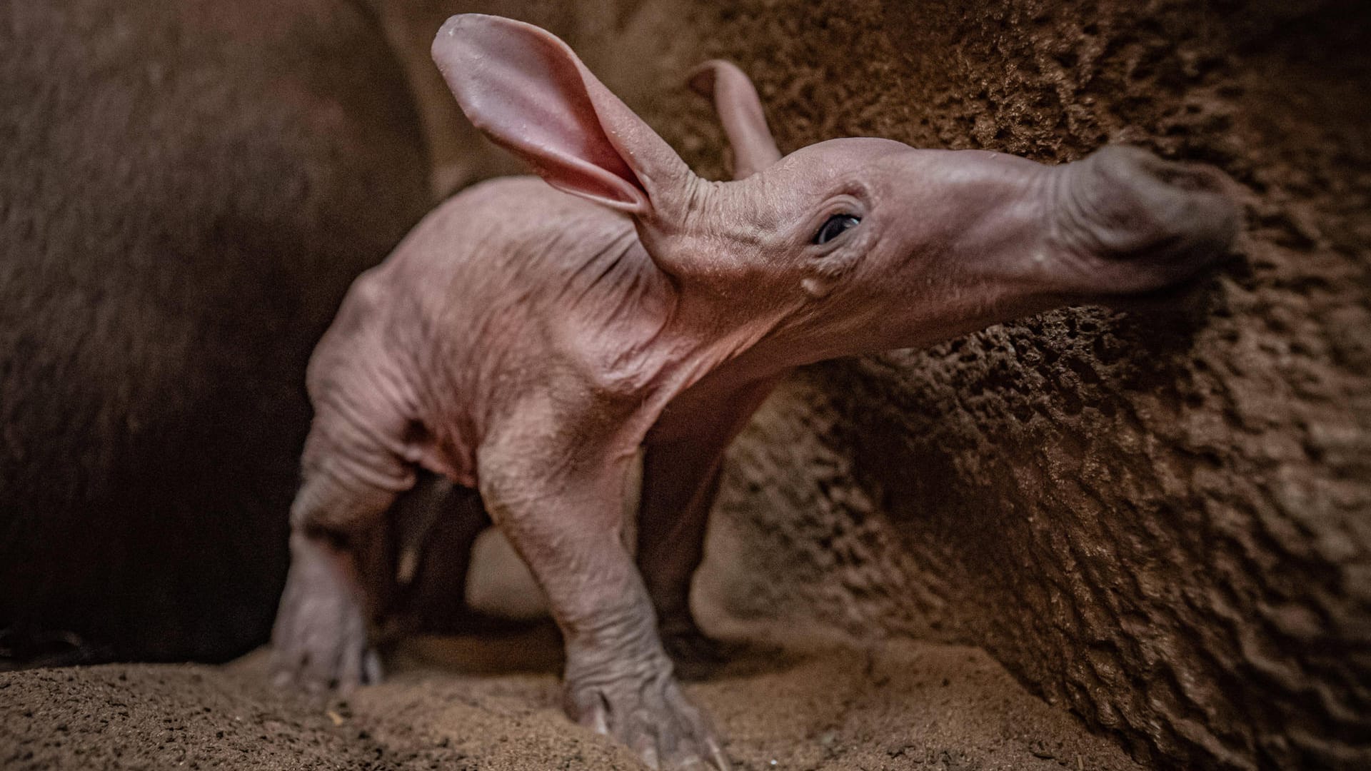 Das neugeborene Erdferkel in Chester erkundet sein Gehege: Geburten in Zoos sind äußerst selten.