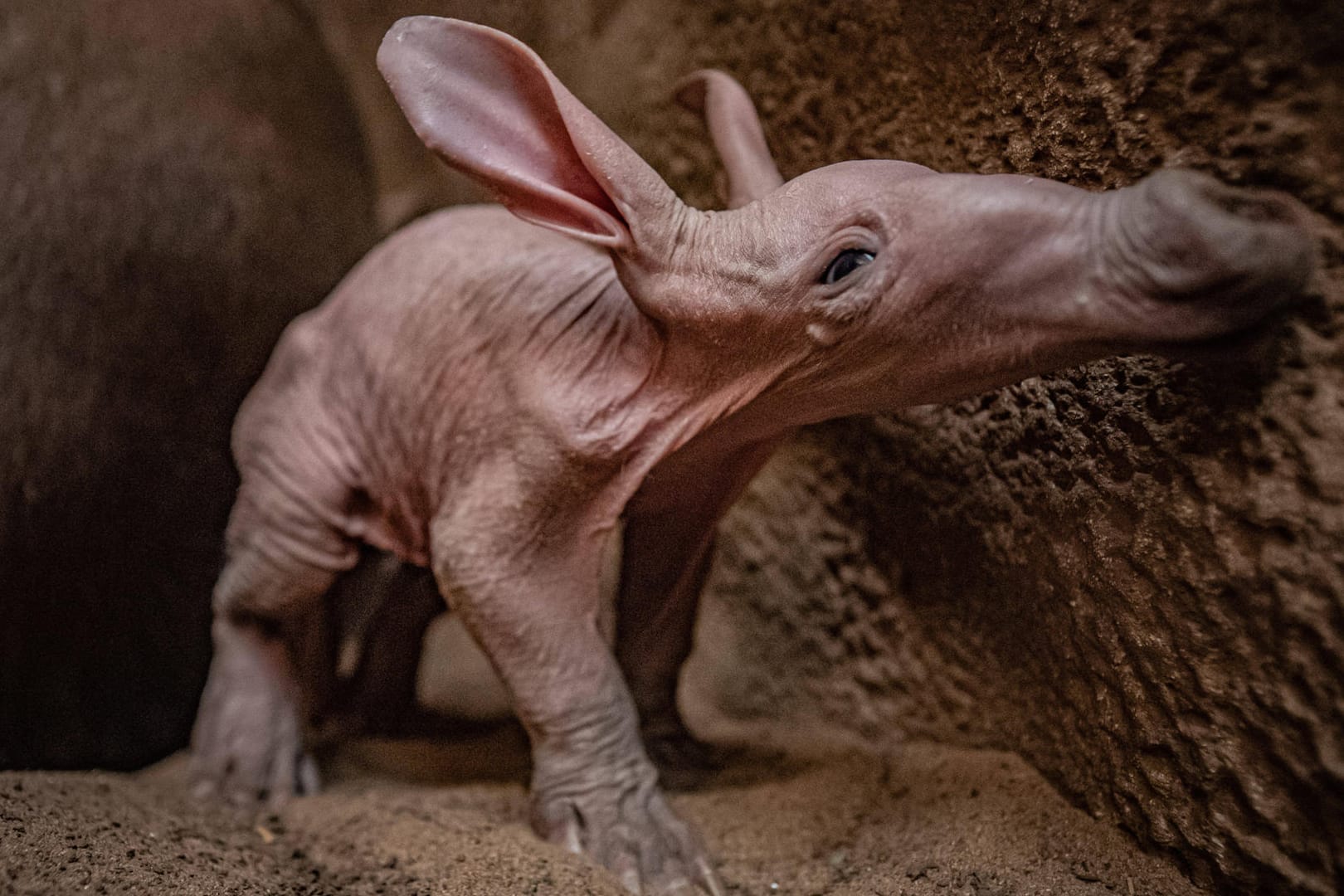 Das neugeborene Erdferkel in Chester erkundet sein Gehege: Geburten in Zoos sind äußerst selten.