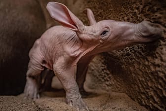 Das neugeborene Erdferkel in Chester erkundet sein Gehege: Geburten in Zoos sind äußerst selten.