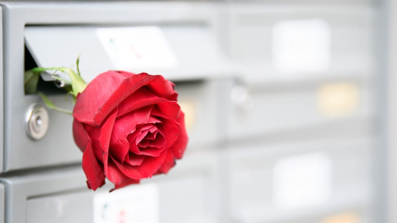 Eine rote Rose zum Valentinstag? Kann sein, muss aber nicht sein. Eine rote Rose zum Valentinstag? Kann sein, muss aber nicht sein.