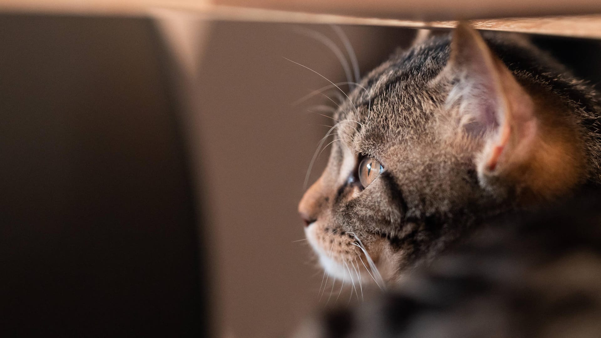 Eine Katze (Symbolbild): Nach einem kurzen Fluchtversuch konnten Polizisten eine Katze von der A6 holen.