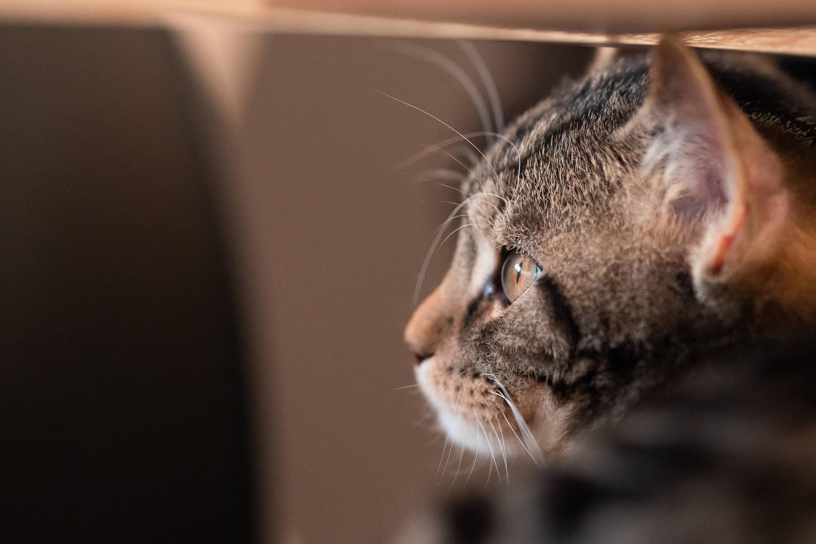 Eine Katze (Symbolbild): Nach einem kurzen Fluchtversuch konnten Polizisten eine Katze von der A6 holen.