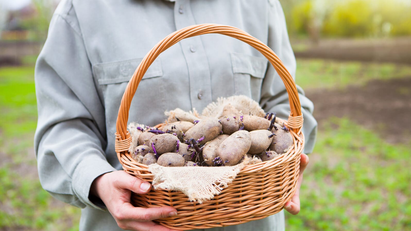 Kartoffeln austreiben lassen: Wenn die Knollen so aussehen, können sie unter die Erde.