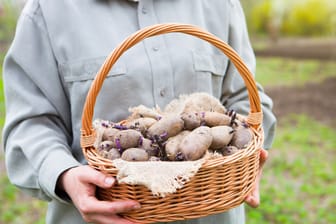 Kartoffeln austreiben lassen: Wenn die Knollen so aussehen, können sie unter die Erde.