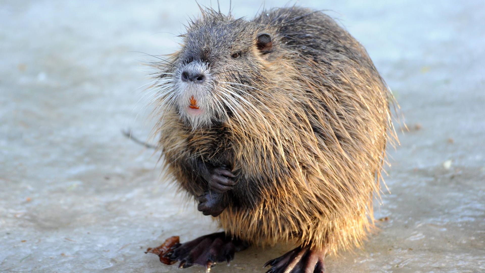 Ein Nutria (Symbolbild): Die Biberratten sollen nicht von Bürgern gefüttert werden. Ein Nutria (Symbolbild): Die Biberratten sollen nicht von Bürgern gefüttert werden.