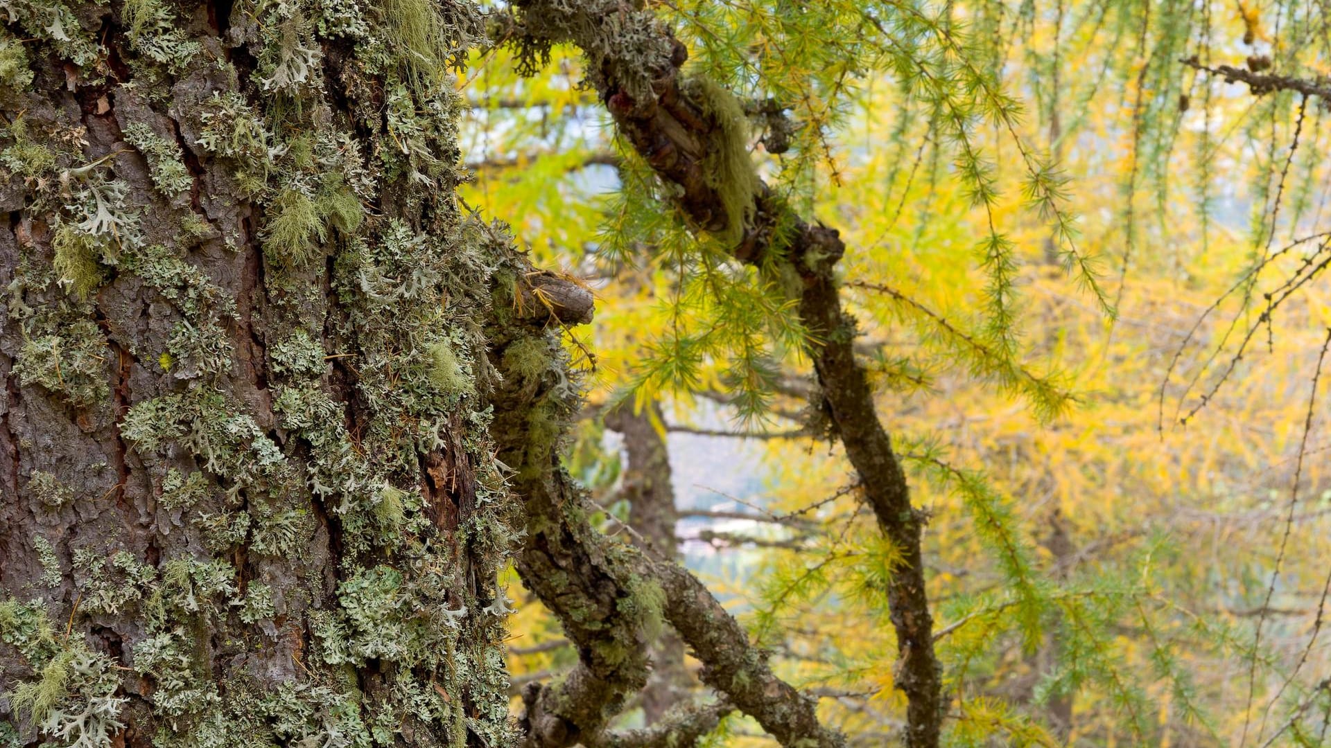 Flechten: In der wilden Natur – wie hier an einer Lärche – kommen Flechten recht häufig vor.