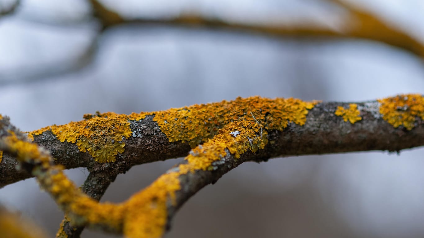 Baumbewuchs: Gelbe Flechte auf dem Ast eines Apfelbaums.