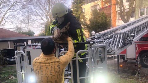 Einsatz in Bochum: Die gerettete Katze wird dem Besitzer übergeben.