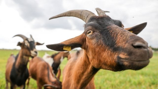 Auf dem Land riecht es mitunter etwas strenger. Auf dem Land riecht es mitunter etwas strenger.